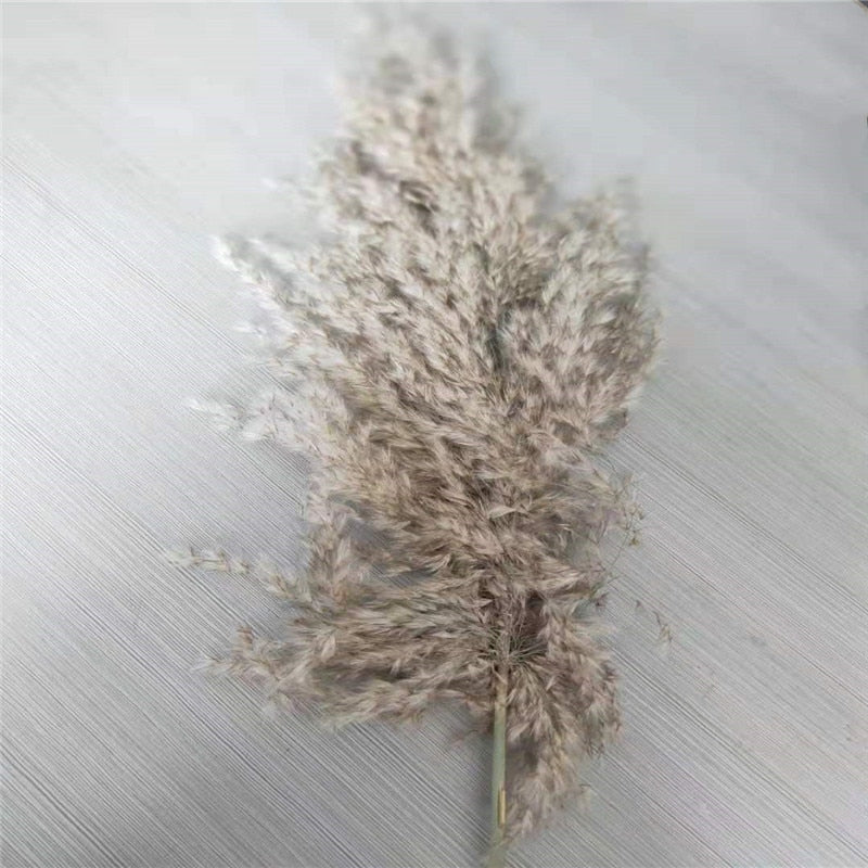 Dried flowers Pampas Grass with Vase Option