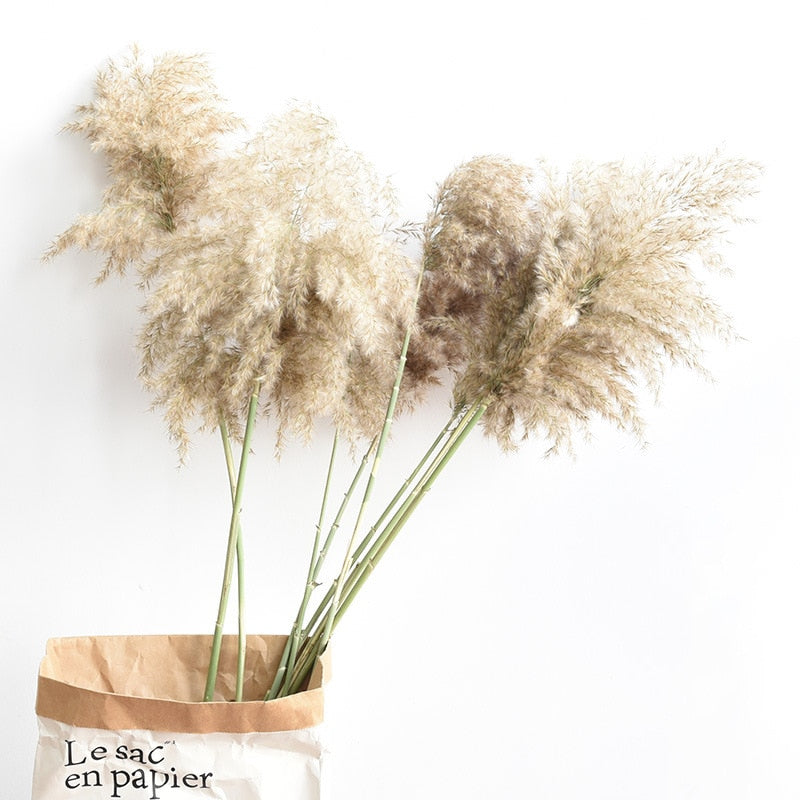 Dried flowers Pampas Grass with Vase Option