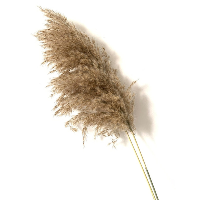 Dried flowers Pampas Grass with Vase Option