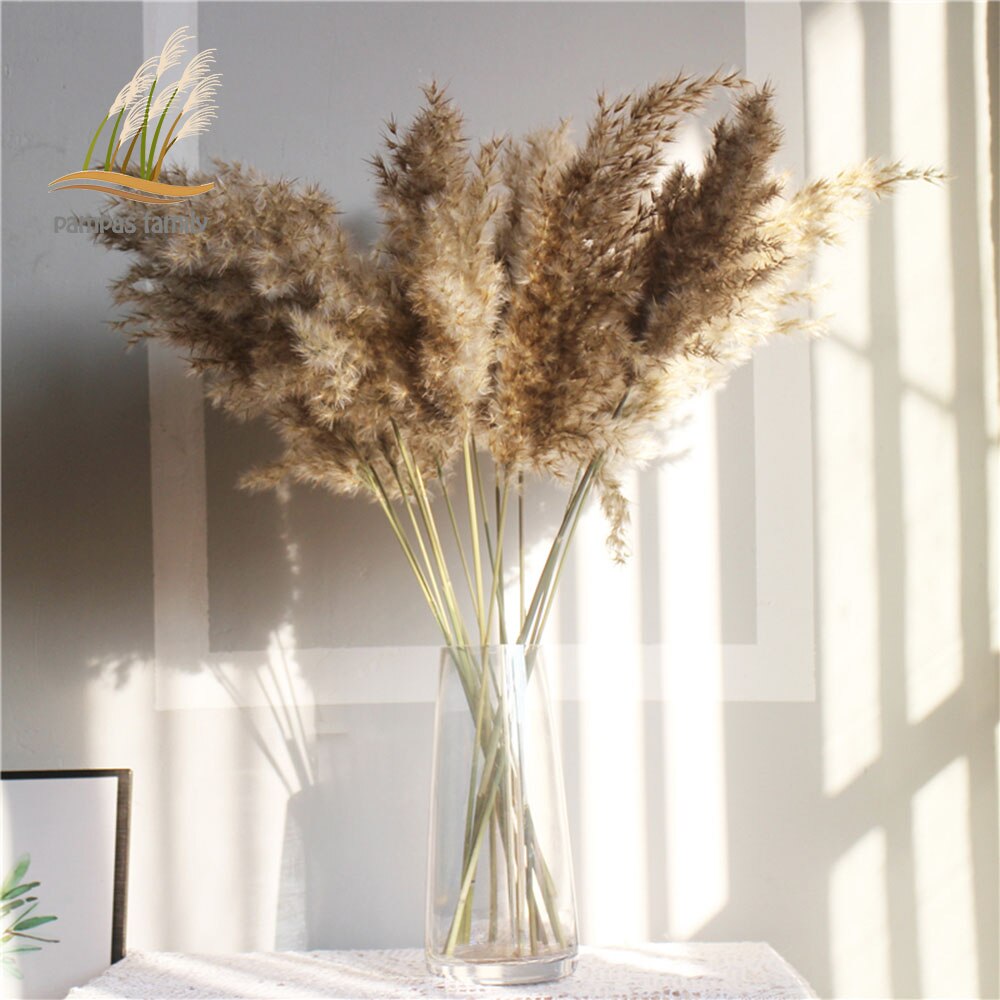 Dried flowers Pampas Grass with Vase Option