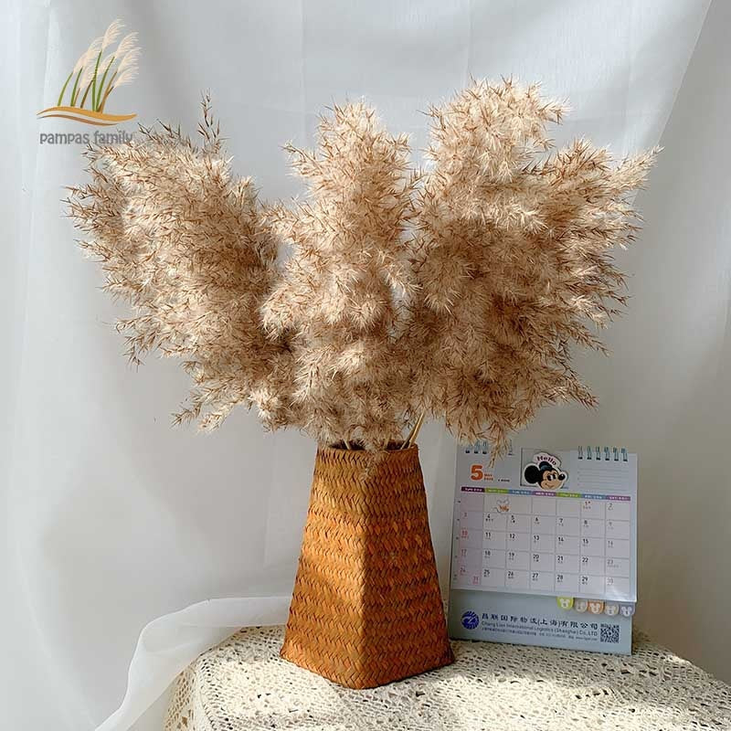 Dried flowers Pampas Grass with Vase Option