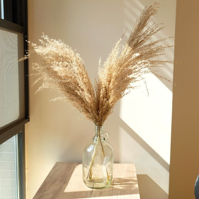 Dried flowers Pampas Grass with Vase Option