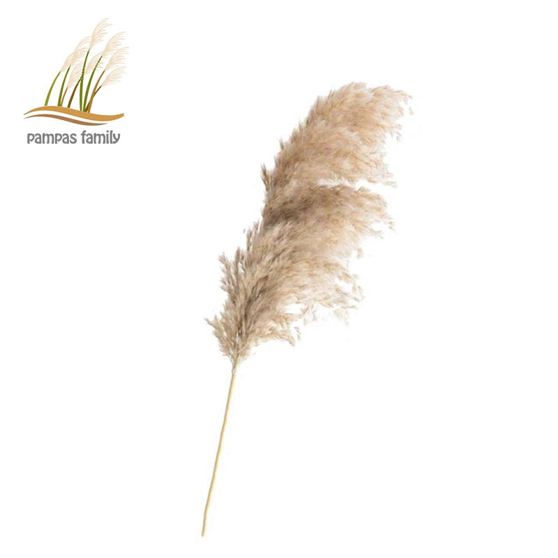 Dried flowers Pampas Grass with Vase Option