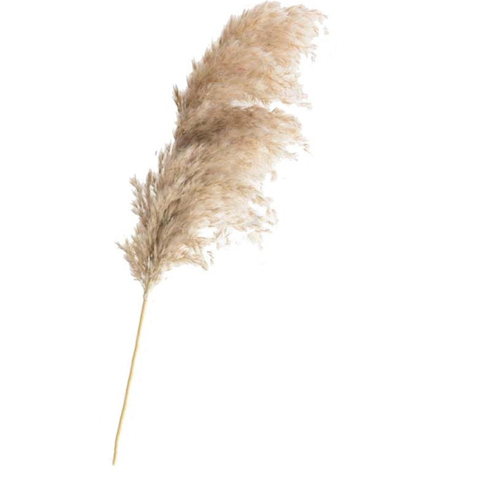 Dried flowers Pampas Grass with Vase Option